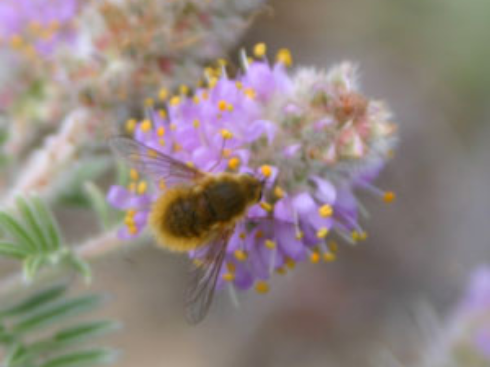 A fuzzy light-brown bee fly on a fluffy purple flower.