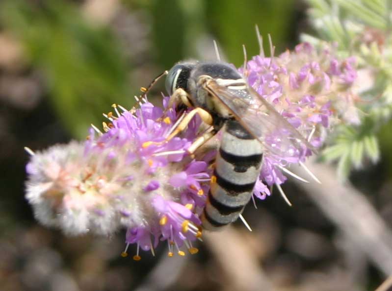 Close-up of a smooth white/pale yellow and black striped wasp on a long, tubular purple flower.