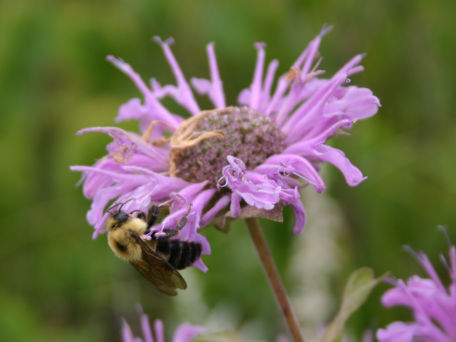 A fluffy yellow and black bumble bee crawling along the fringed edge of a purple bergamot flower.