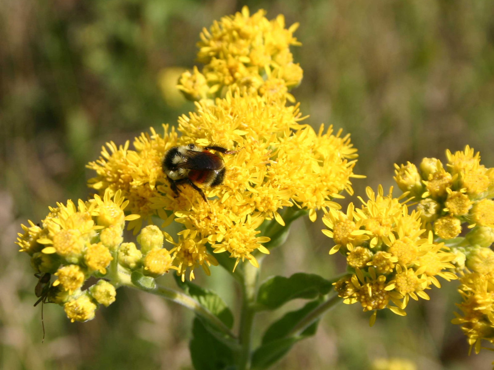 A fluffy yellow and black bumblebee perched on a cluster of fluffy yellow flowers.