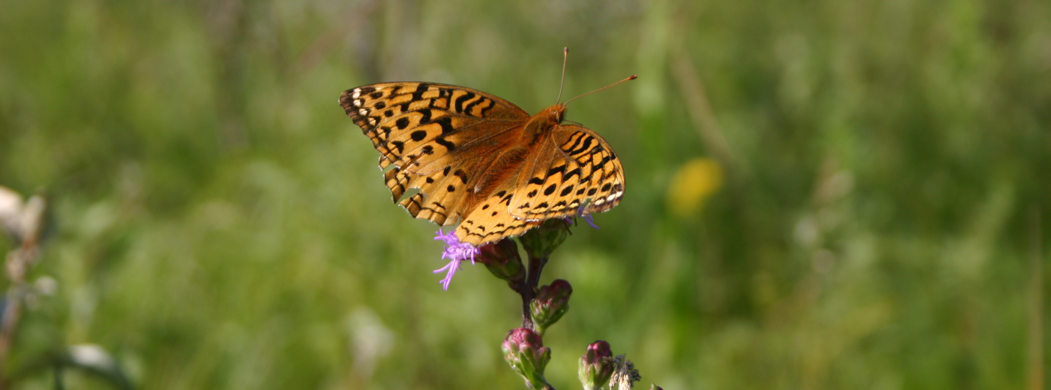 Close-up on an orange butterfly with black markings on its wings, perched on a fluffy purple flower.