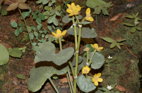 Close up of a marsh marigold flower in a museum diorama. A plant with small yellow flowers and rounded leaves.