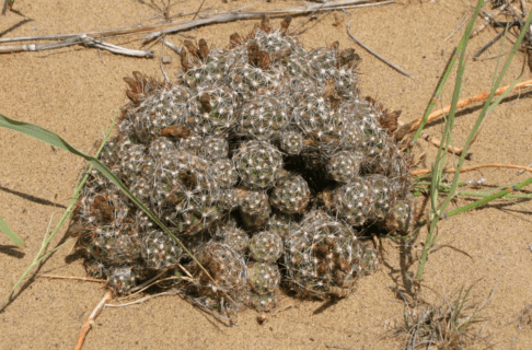 A small, low-growing, bushy cactus in sandy ground.