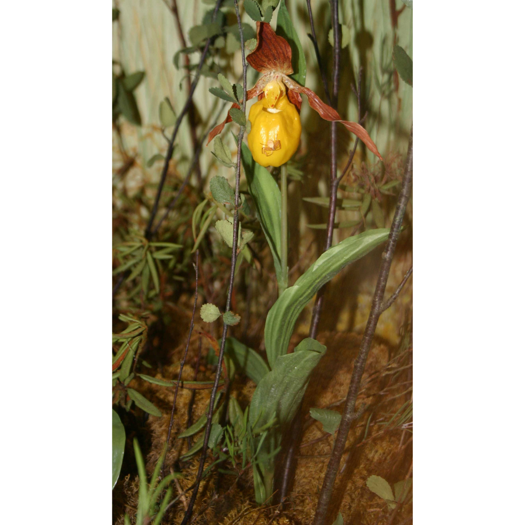 Close-up of a yellow lady's slipped flower in a Museum diorama. A yellow and red iris-like plant with overlapping long, thin leaves wrapping around the stem.