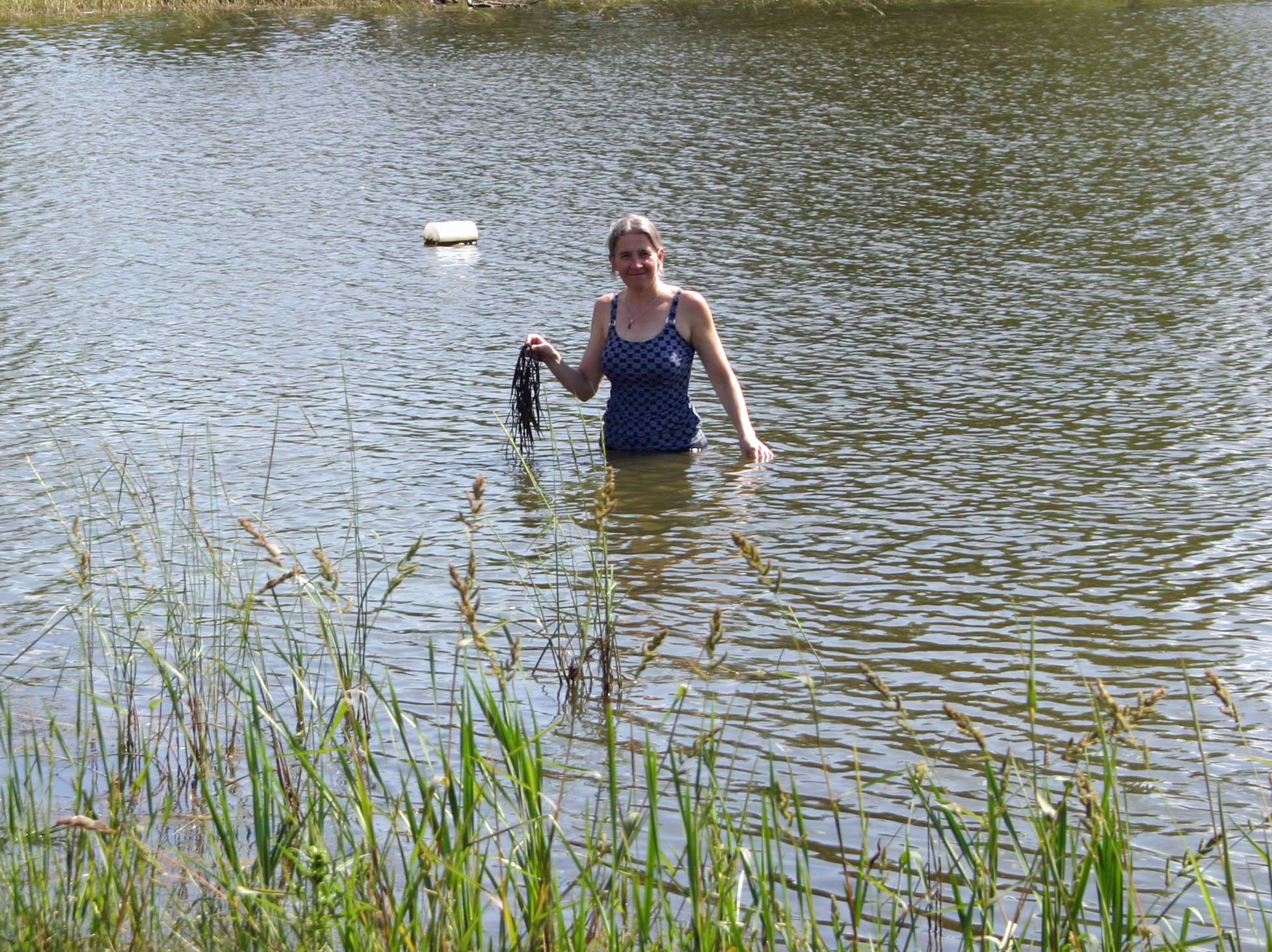 Dr. Diana Bizecki Robson wearing a one-piece swimsuit, waist deep in a lake, holding up a freshly caught plant specimen.