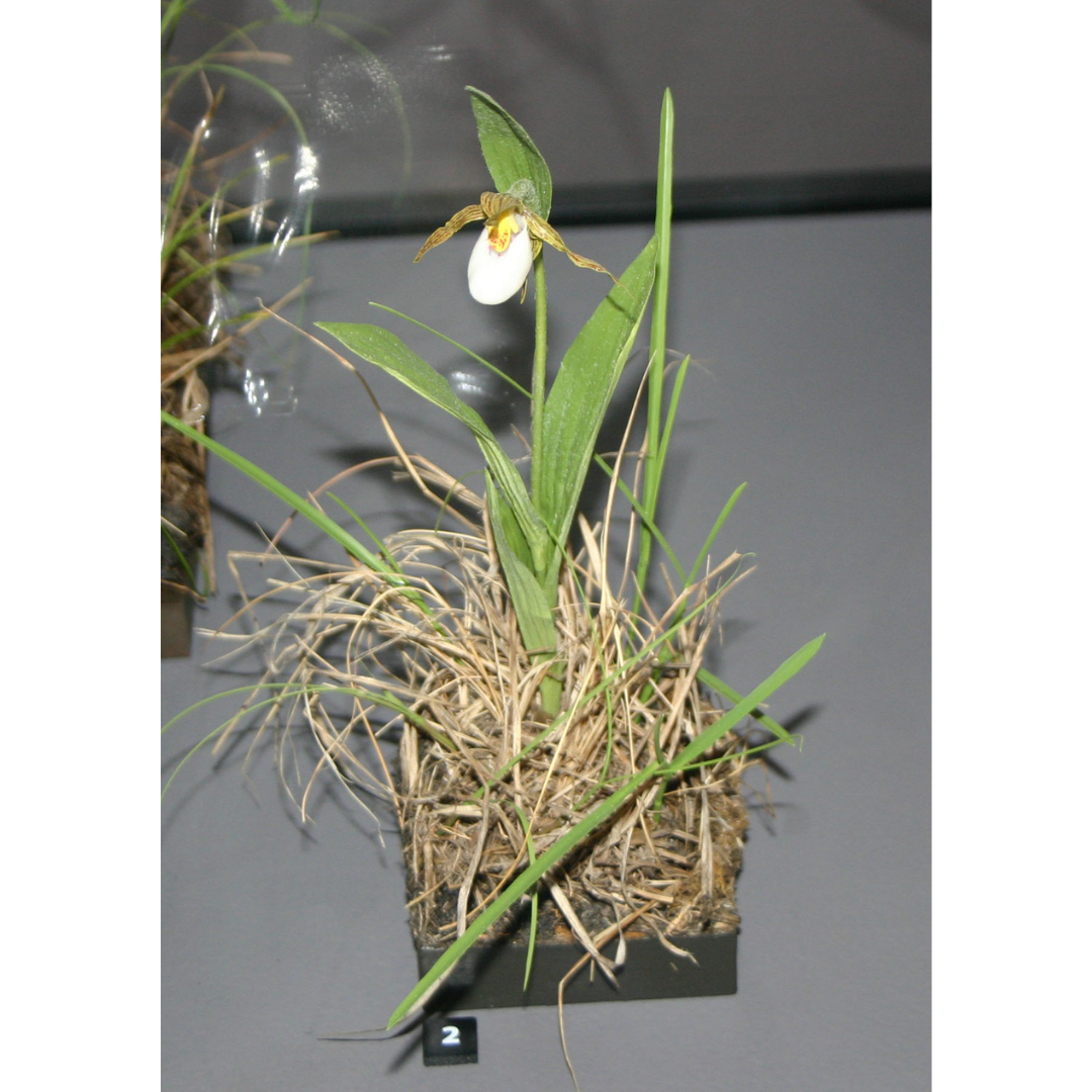 Close-up of a Small White Lady's-slipper plant. A small plant with a single white flower and long, thin green leaves, on display.