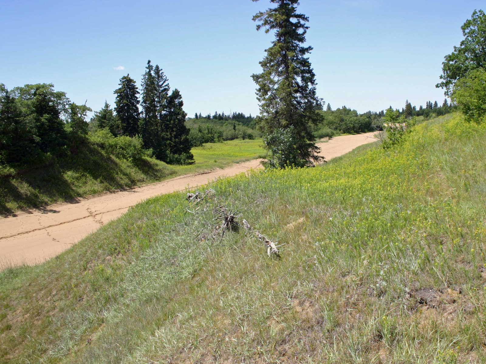 A dry grassy ridge leading down to a sandy strip. Several tall trees grow on the edges.