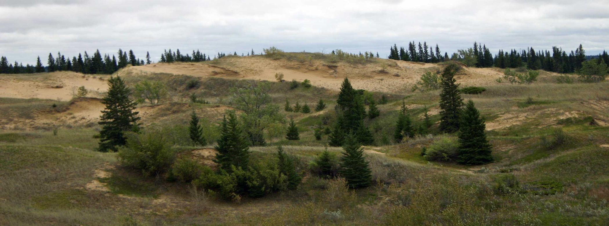 Gently rolling dunes with sparse green grass growing on them along with small bushes and evergreen trees. In the distance are sandy dunes, lined by more evergreens.