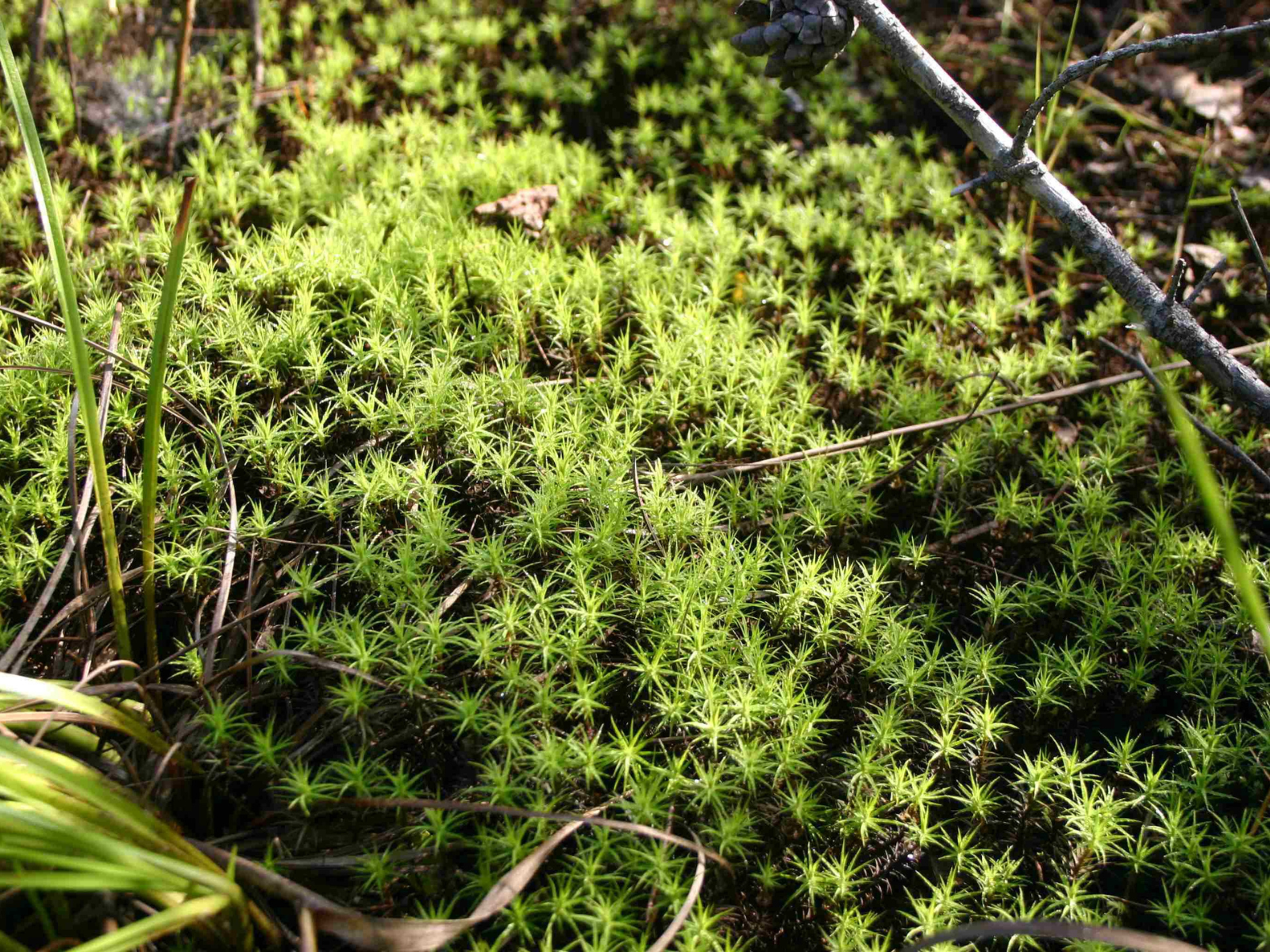 Close-up on a portion of bright green moss growing on the forest floor.
