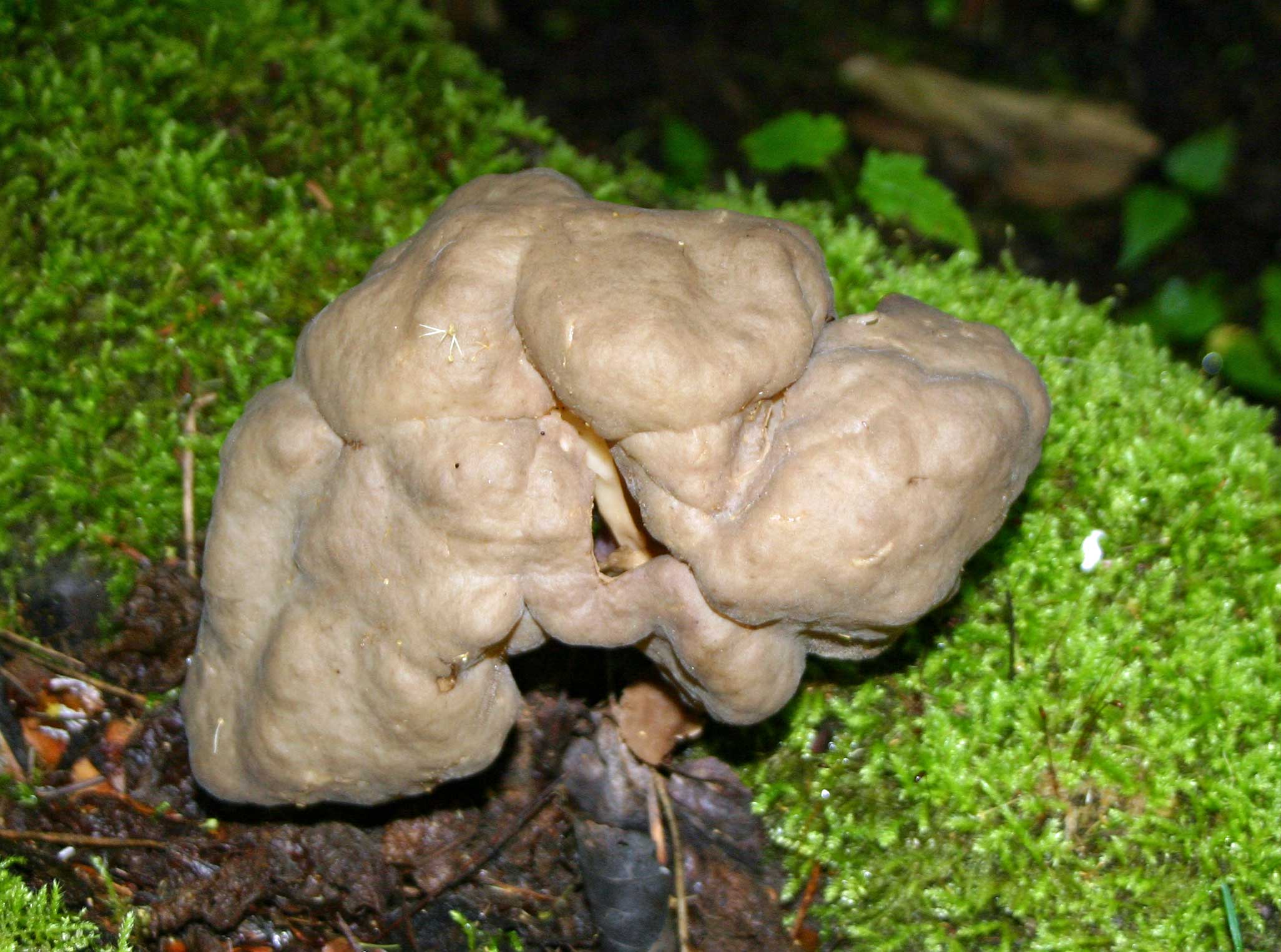 A vaguely brain-shaped taupe mushroom growing near green lichens.