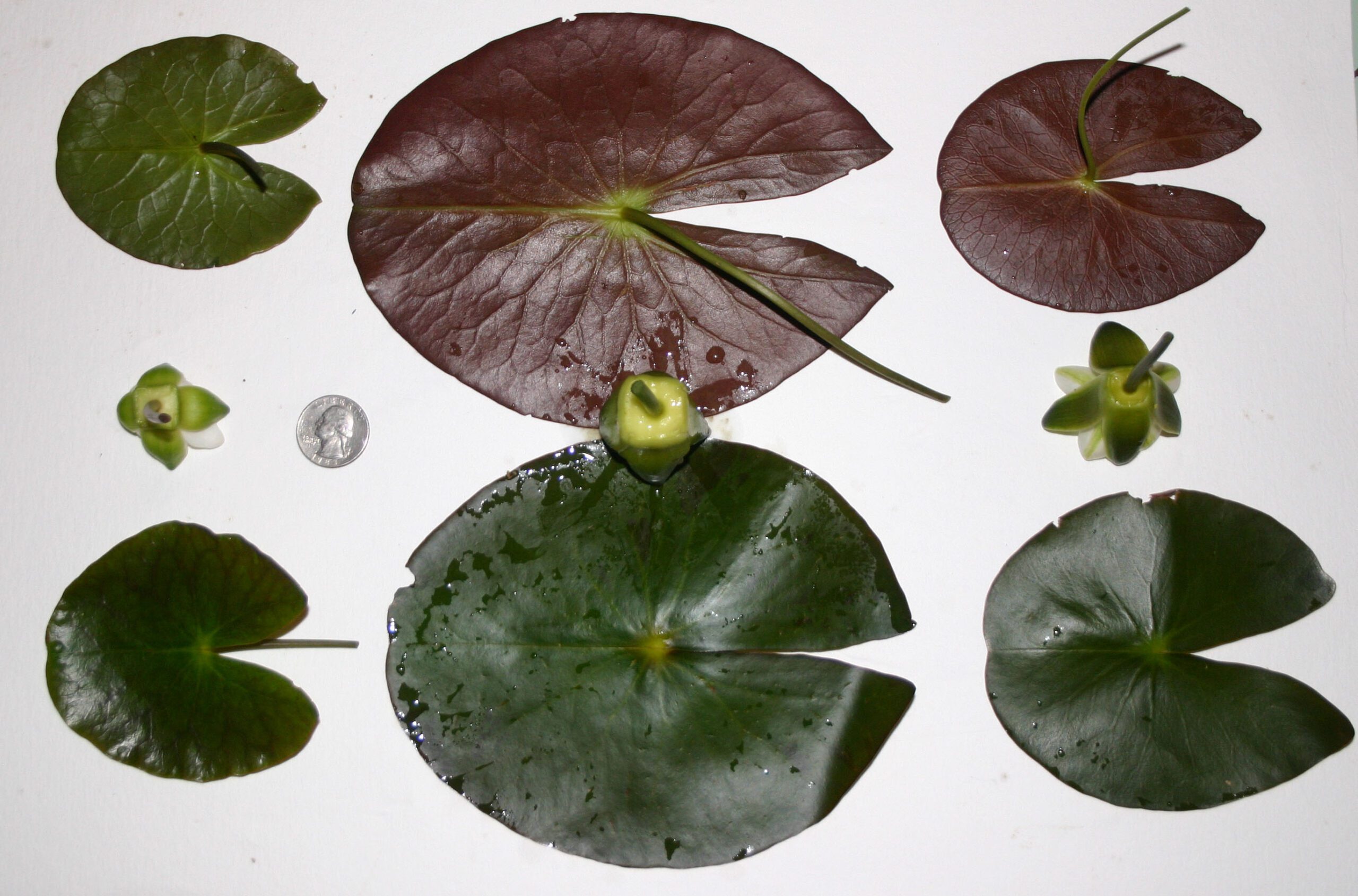 Two rows of three water lily leaves of varying sizes and colours. Between the two rows of leaves are water lily flowers, placed upside-down.