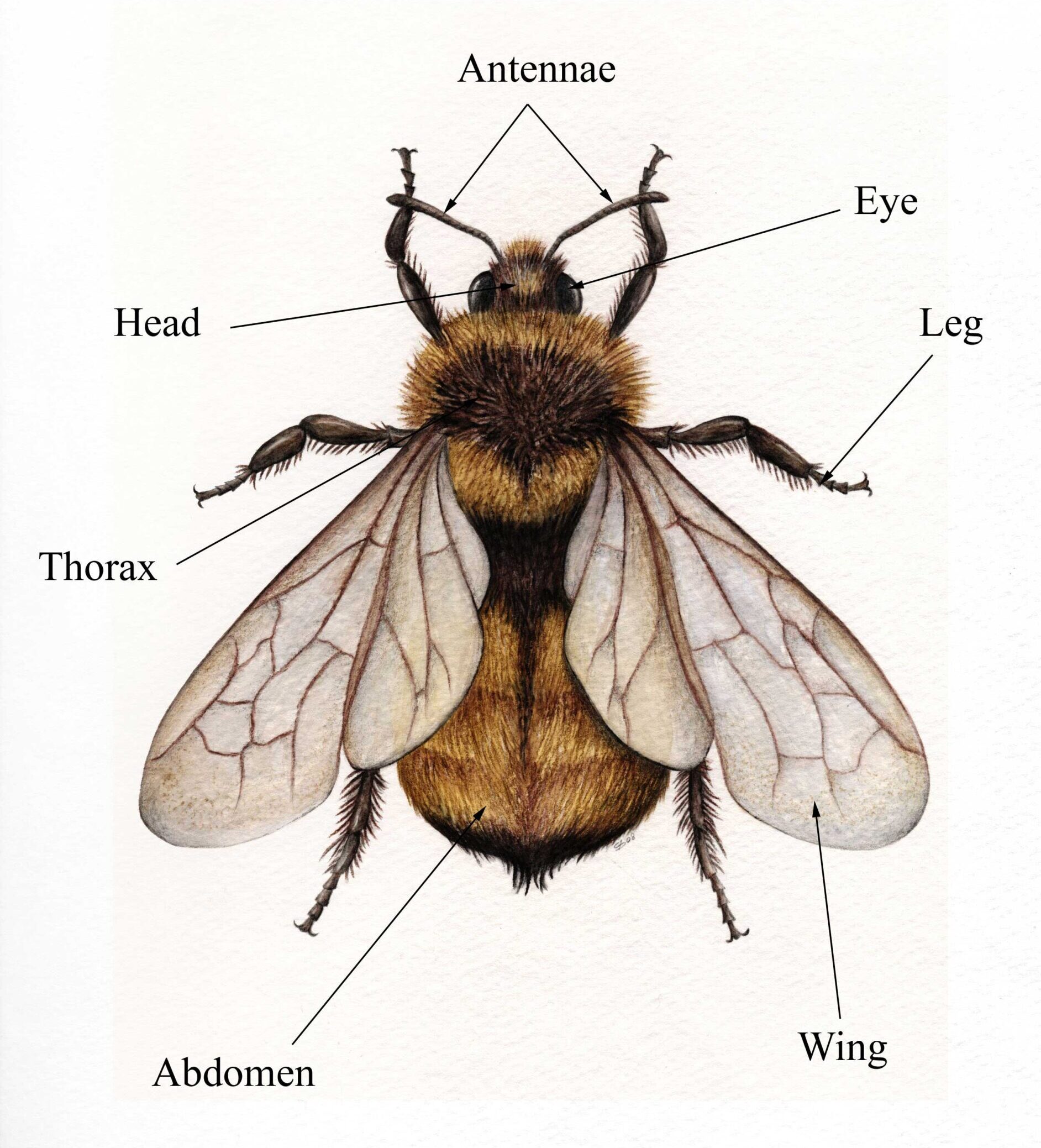 Drawing of a bumblebee with the parts of an insect labelled.
