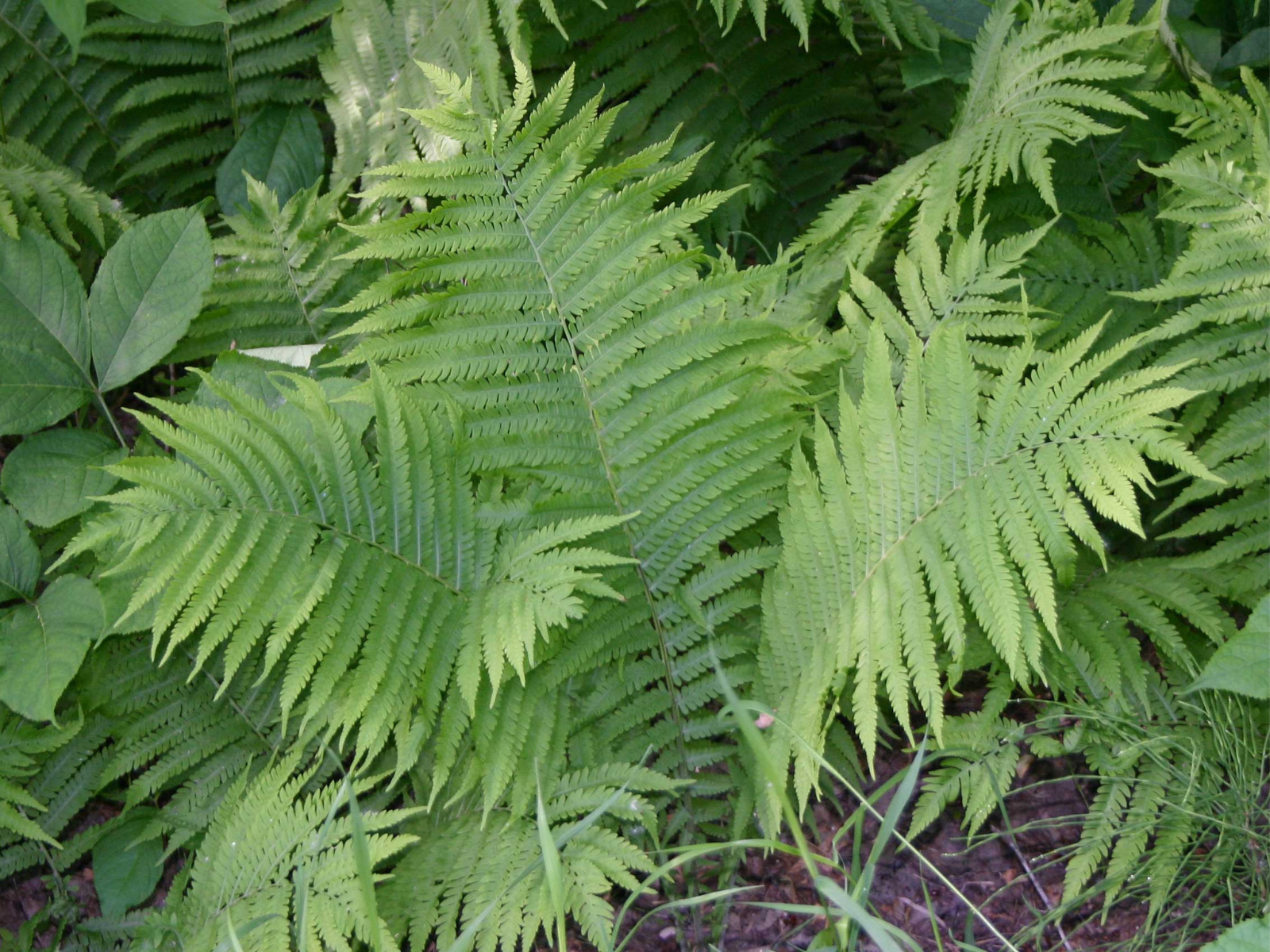 Looking down at a leafy, green fern.