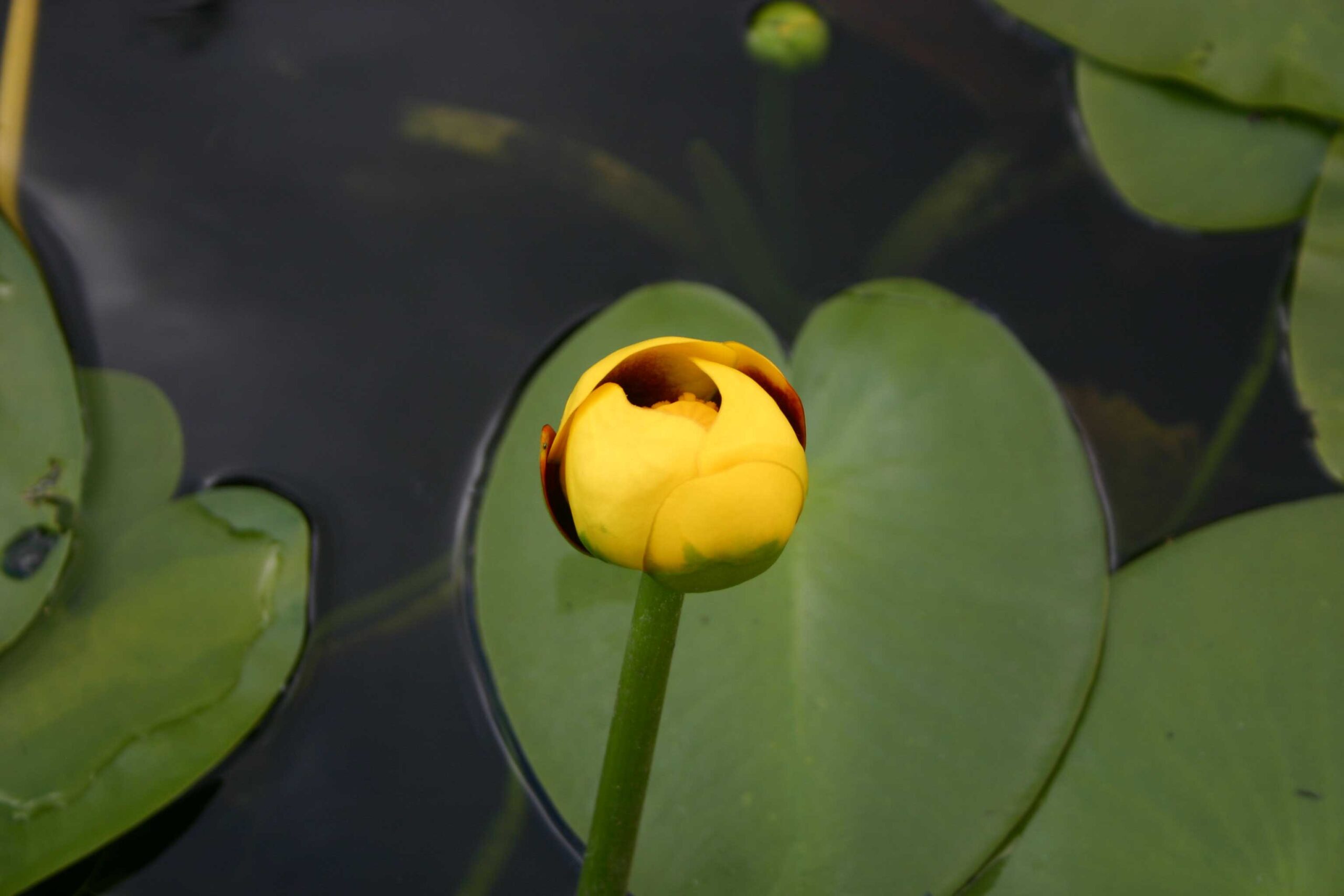 Close-up on a bright yellow flower that has not fully opens growing among lily leaves on the water's surface.