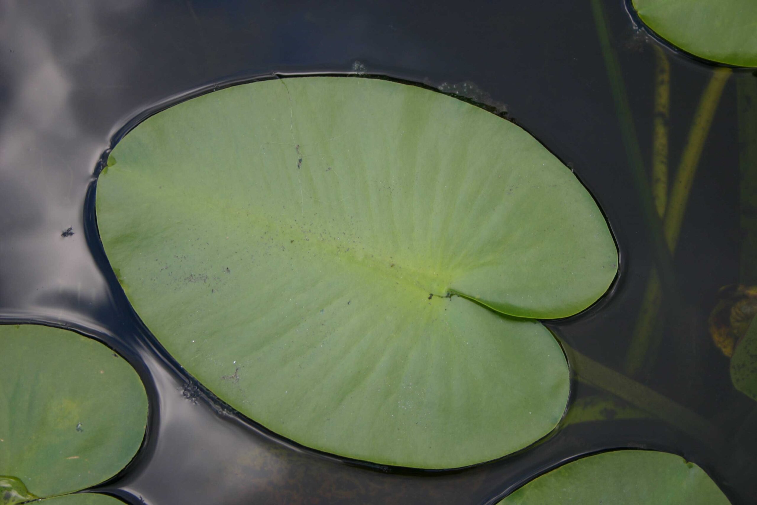 Close-up on a oval green pond-lily leaf on the water's surface.