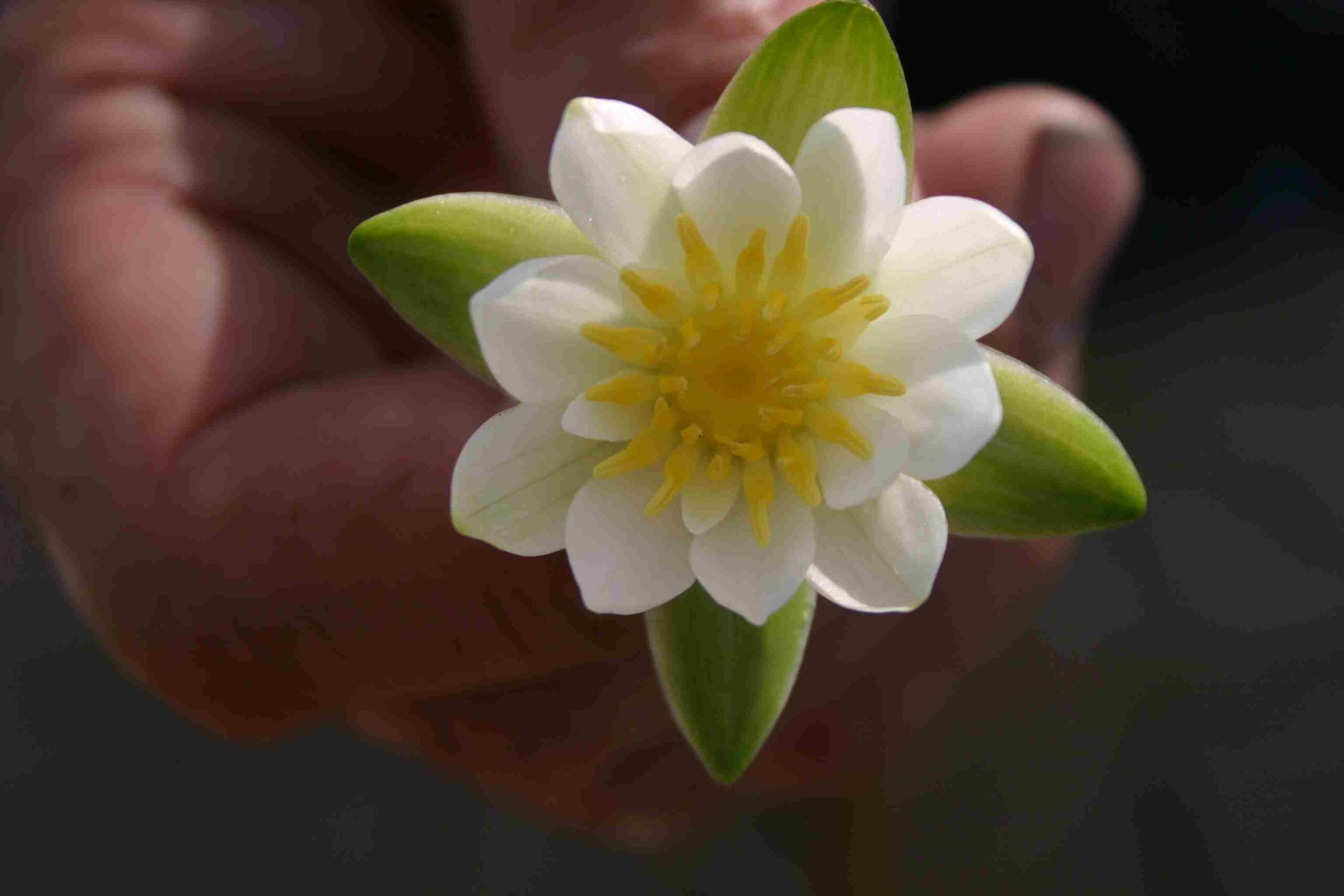 A close-up of a white water lily with a yellow centre, being held up to the camera lens.