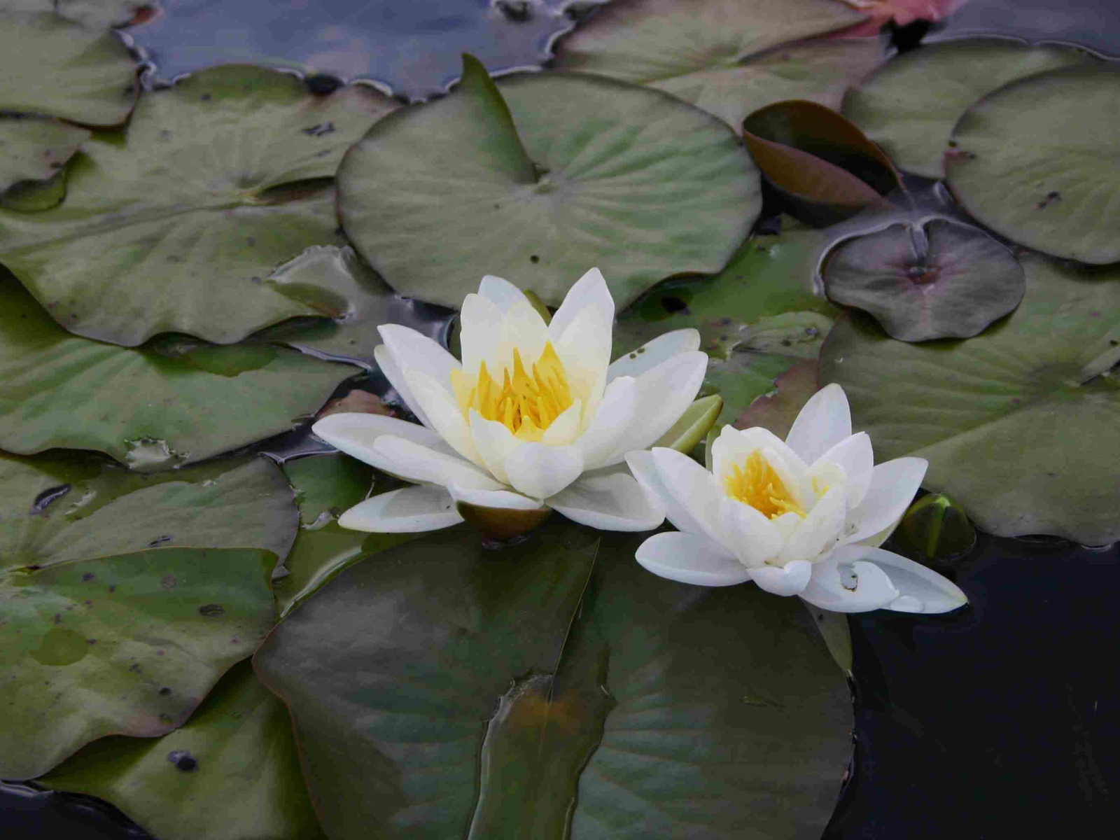 Two white water lily flowers among a cluster of green lily pads on the water's surface.