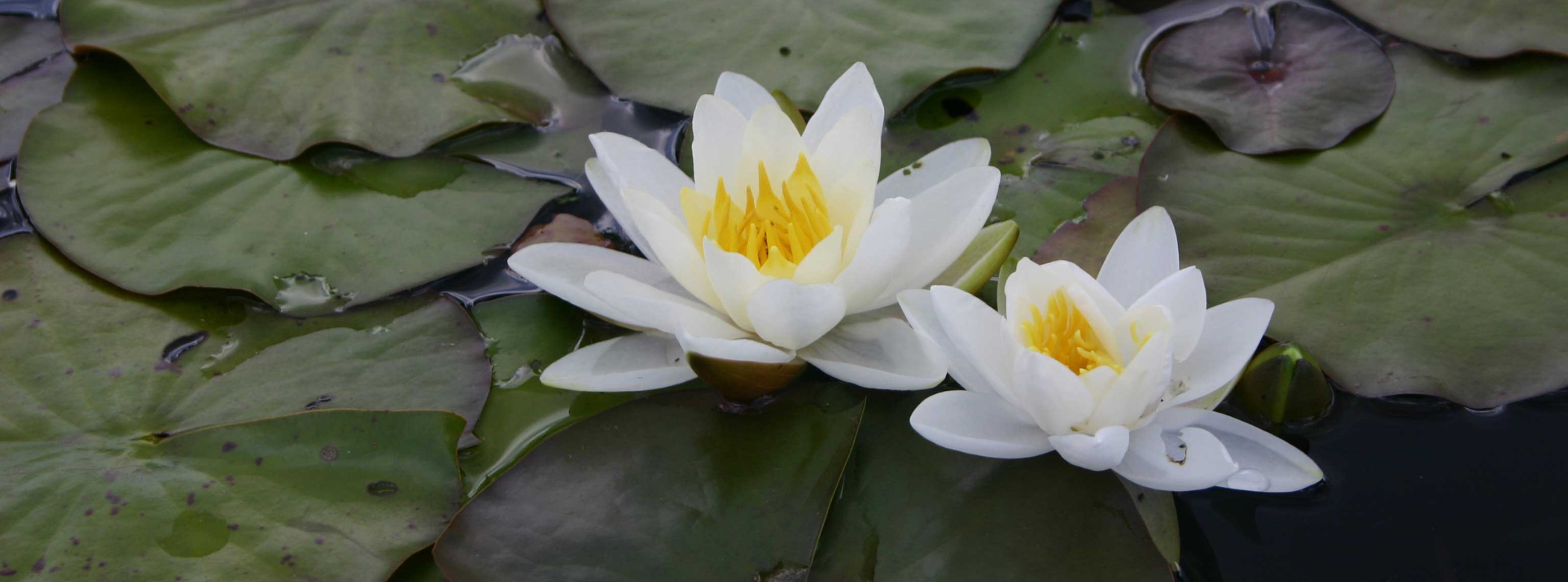 Close up on two white water lily flowers among a cluster of green lily pads on the water's surface.