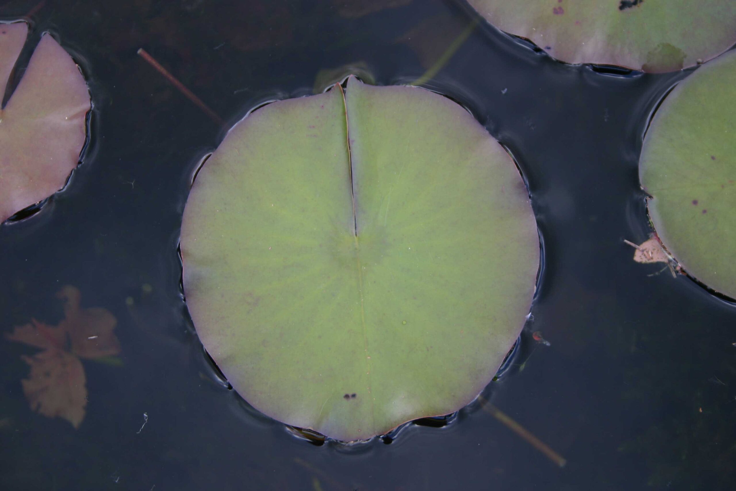 Close-up on a circular green water-lily leaf on the water's surface.