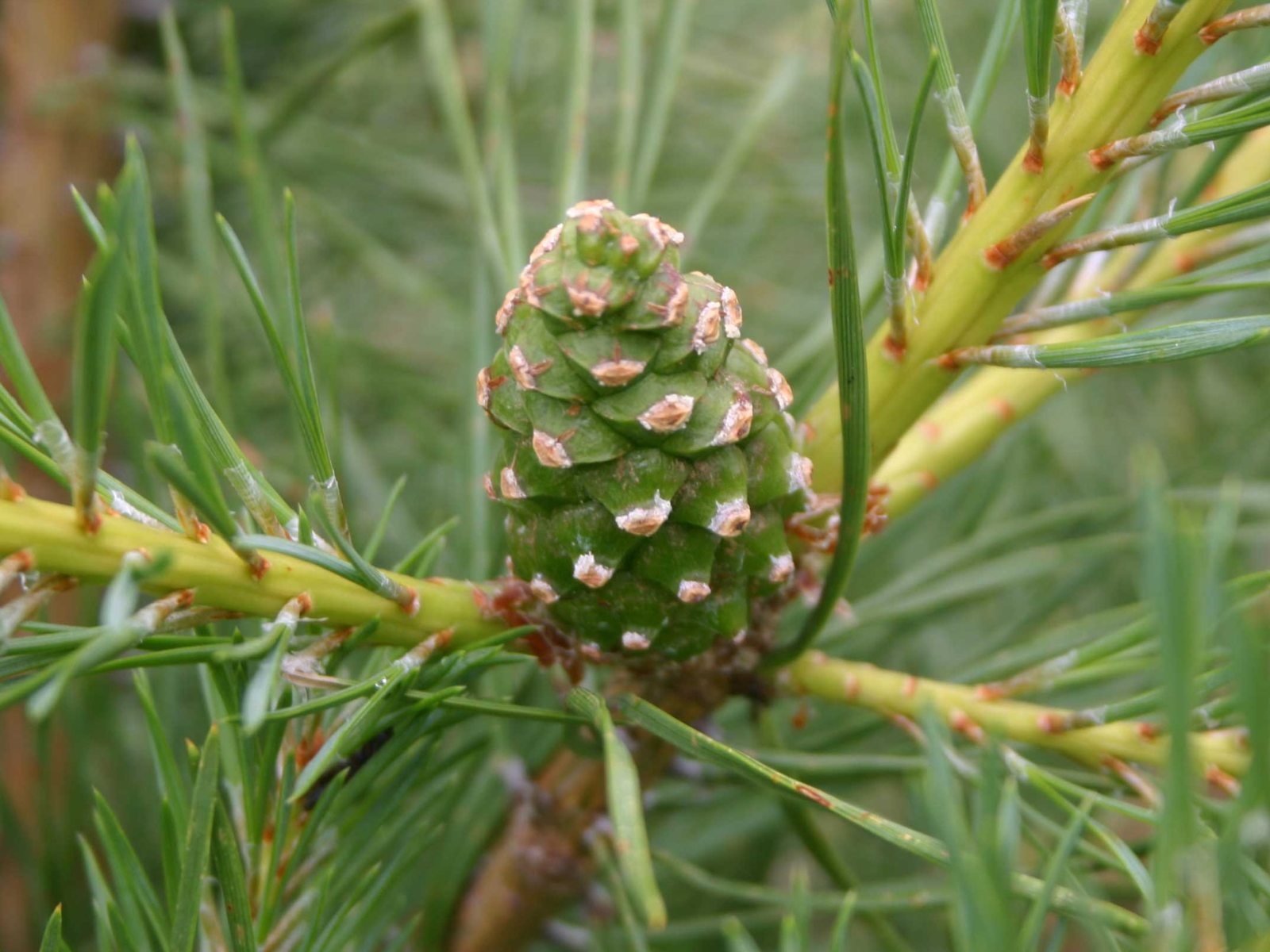 A green pine cone growing on a branch.
