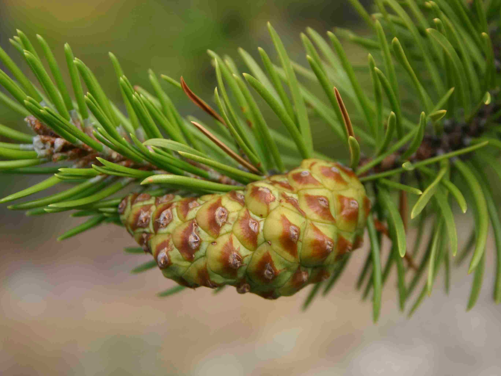 A green pine cone with brown tips growing on a Jack pine tree branch.