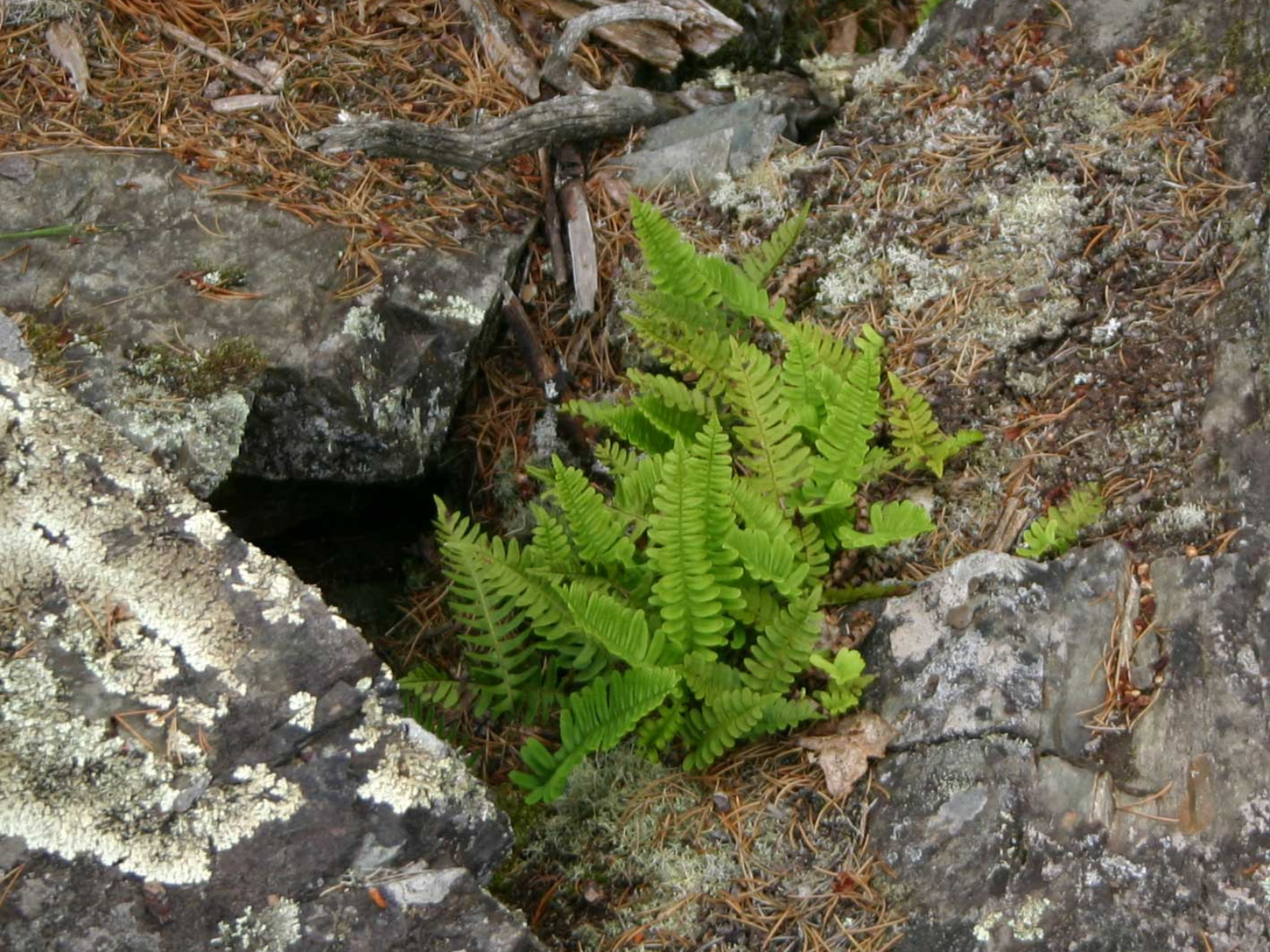 Close-up on a leafy green fern growing in the cleft of a rock.