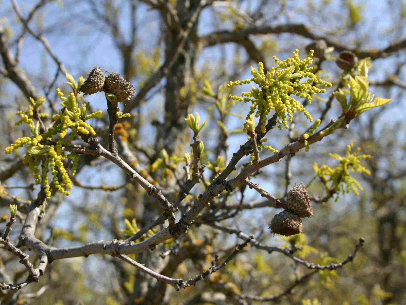 A mid-range view of a tree branch with small budding leaves, and burr-like acorn caps.