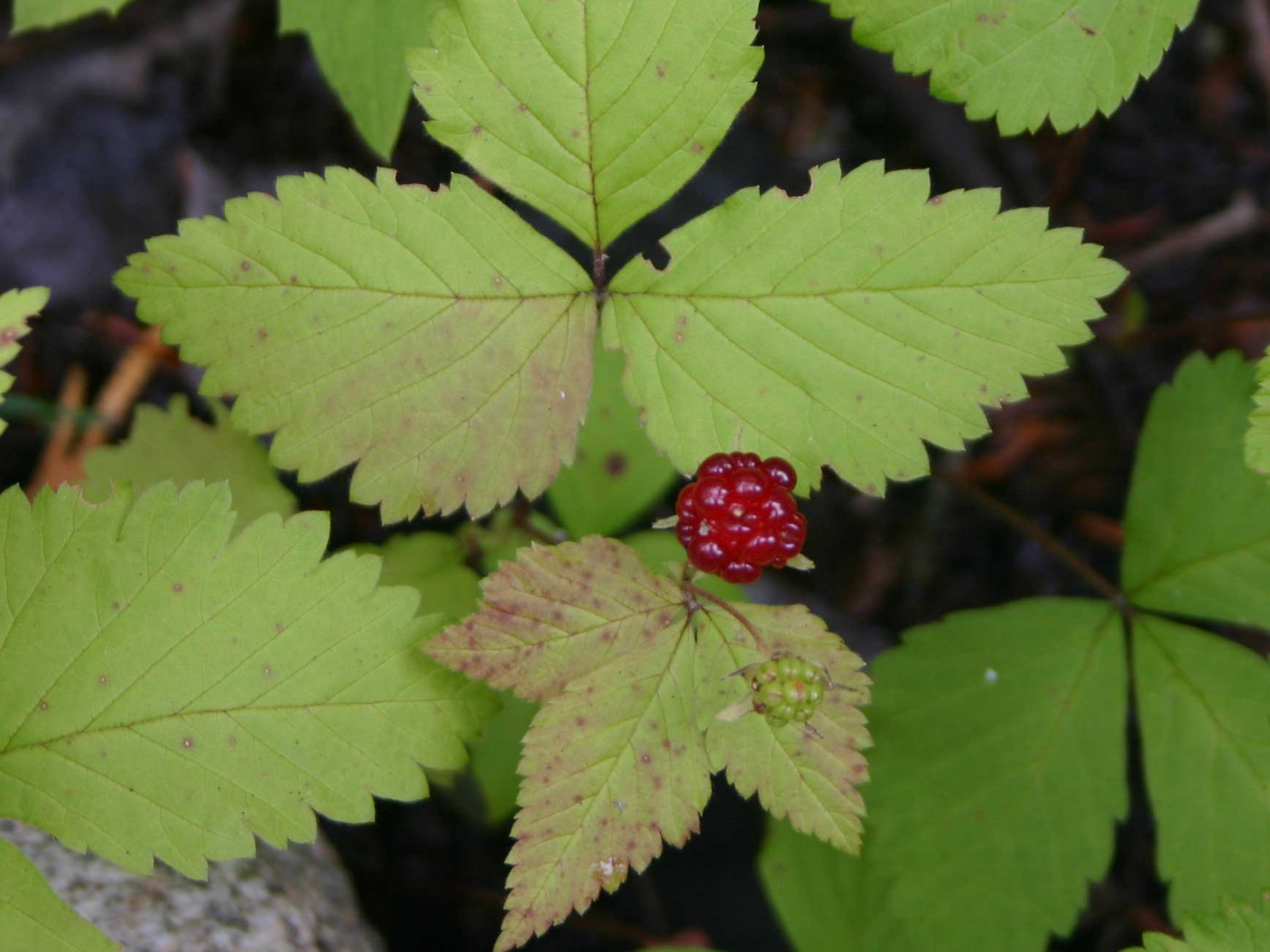 A deep red raspberry peeking out from green leaves.