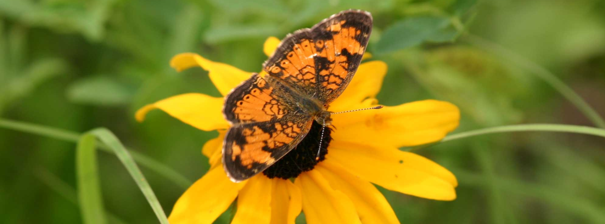An orange butterfly with dark markings on its wings, perched on a flower with long yellow petals.