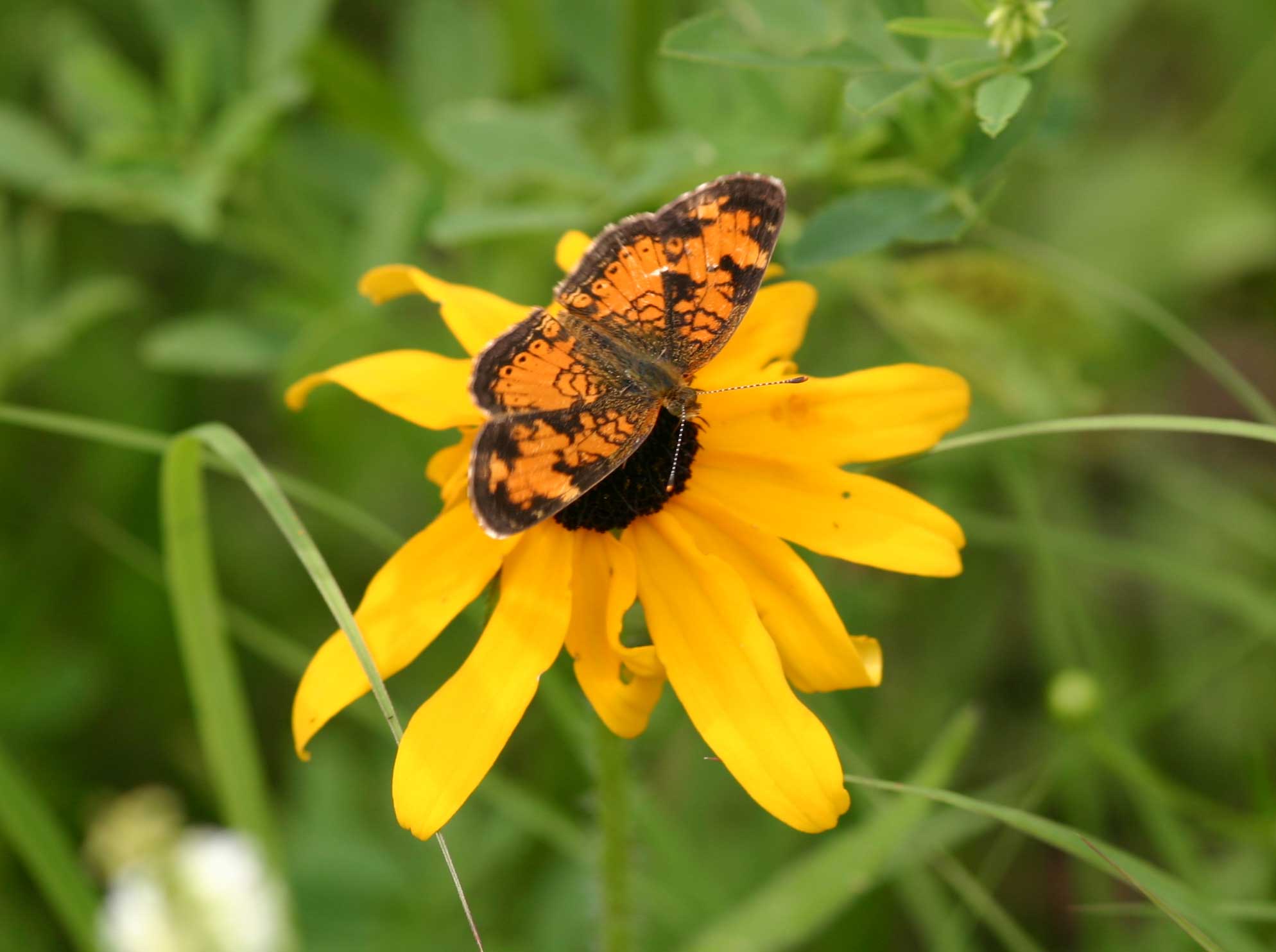 An orange butterfly with dark markings on its wings, perched on a flower with long yellow petals.