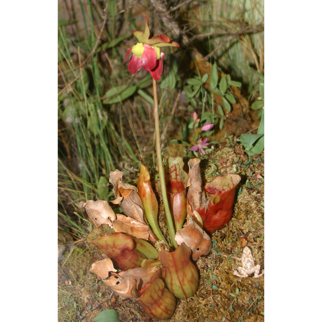 Close-up on a model of a pitcherplant. A red flower at the top of a long stem. At the base is a cluster of pitcher-shaped leaves.