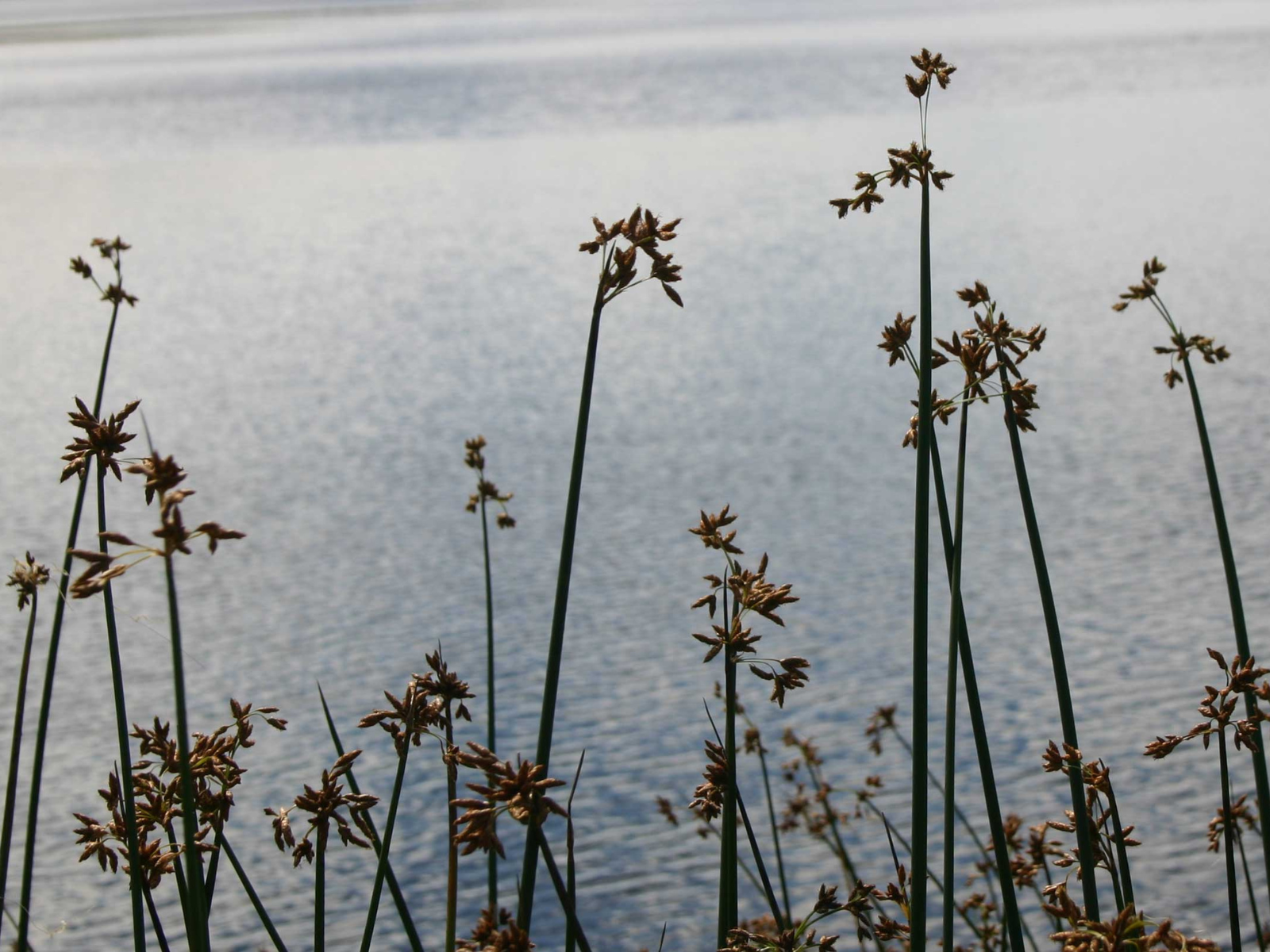 Grain-like stalks growing on a lake's edge.