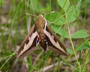 A brown and white Sphinx moth with triangular wings perched among blades of grass.
