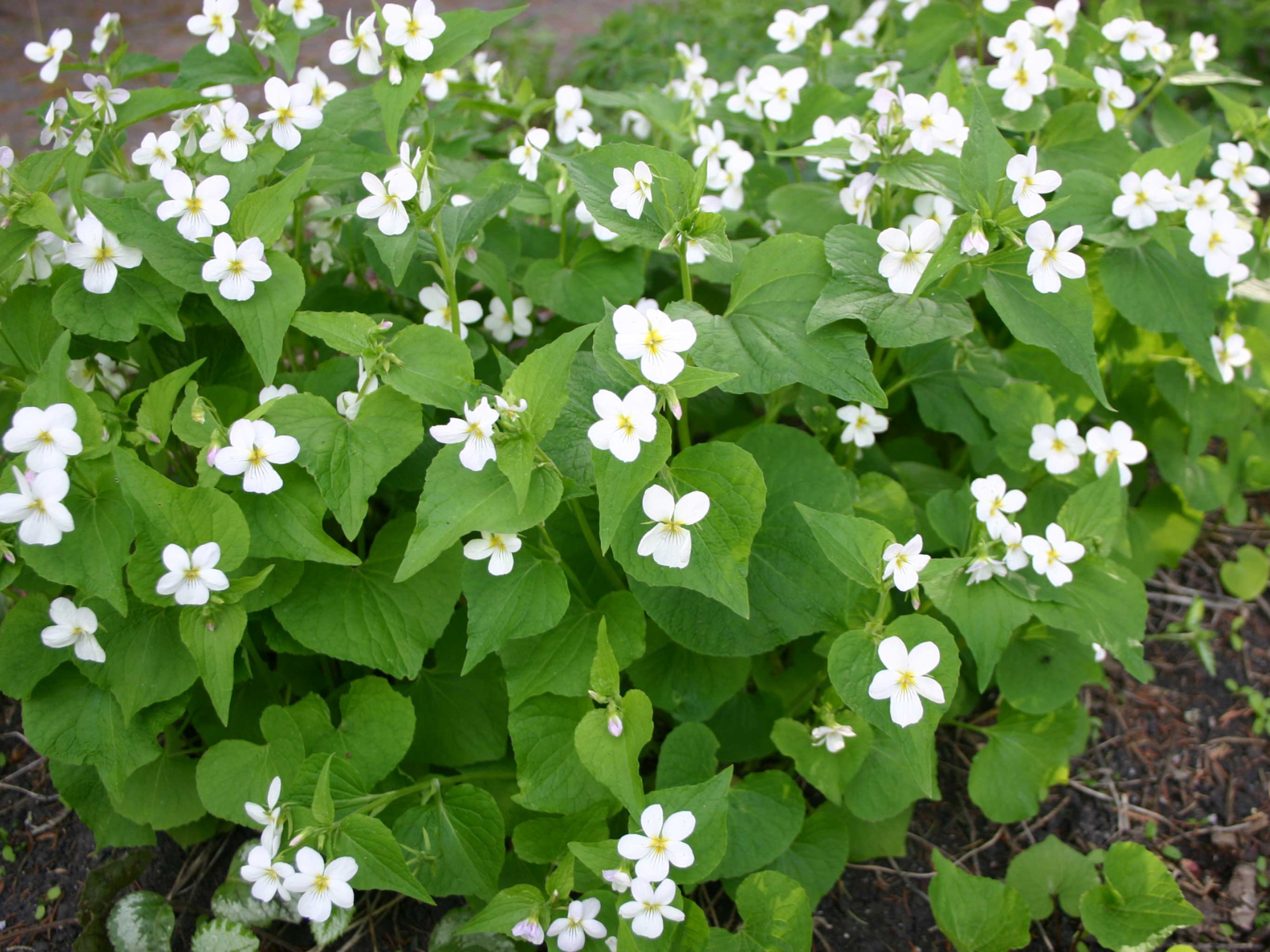 A small bush with heart-shaped green leaves and small white flowers.