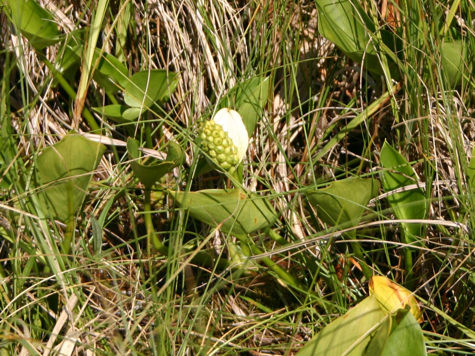 Close-up of a small white water calla bloom among grass.