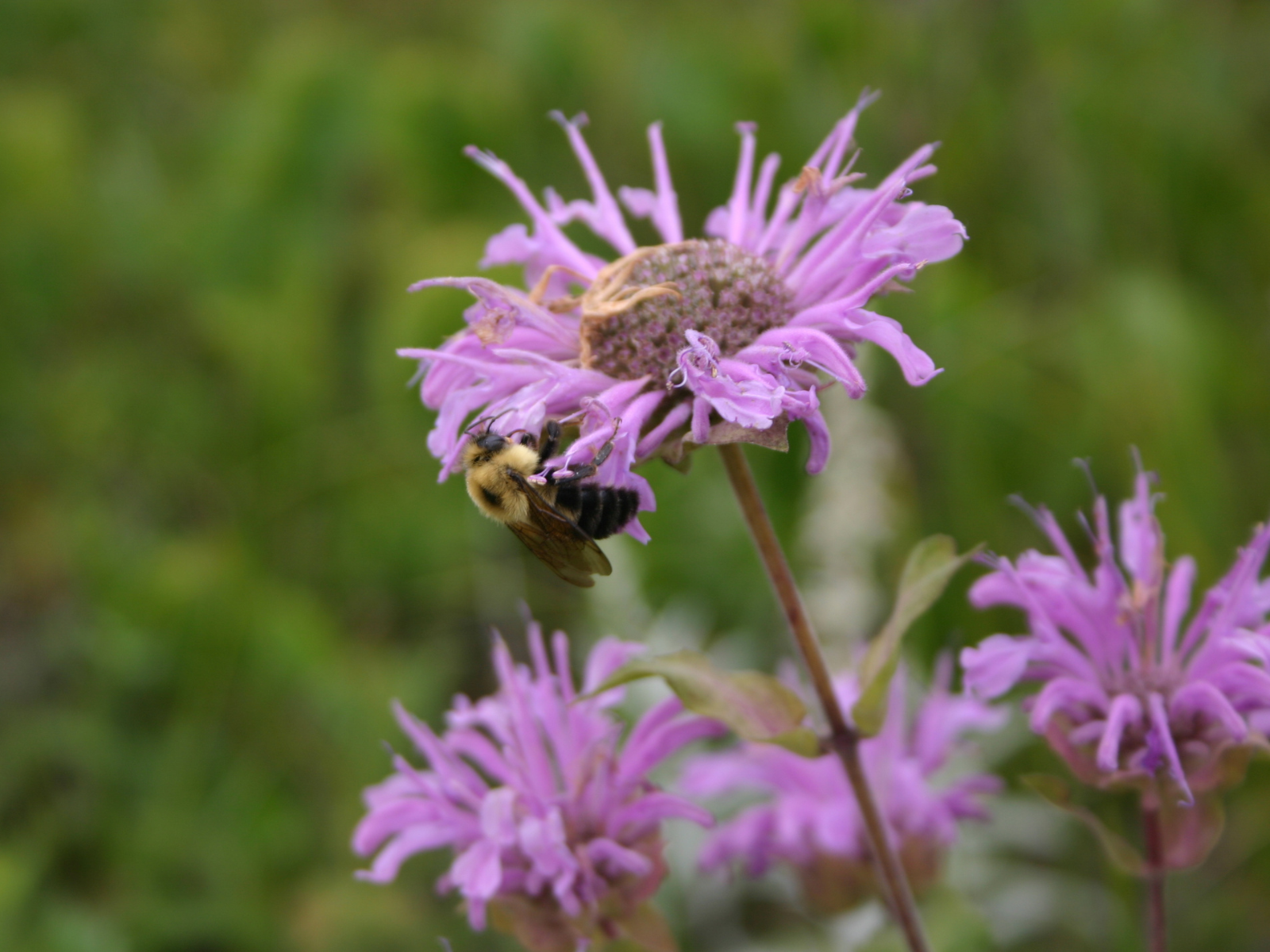 A fluffy yellow and black bumble bee crawling along the fringed edge of a purple bergamot flower.