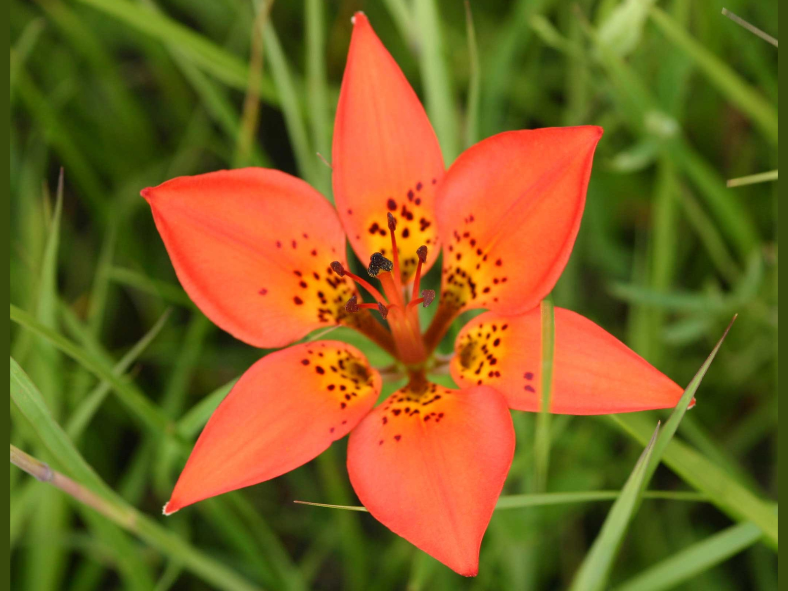 Looking down at a six-petaled Western red lily.