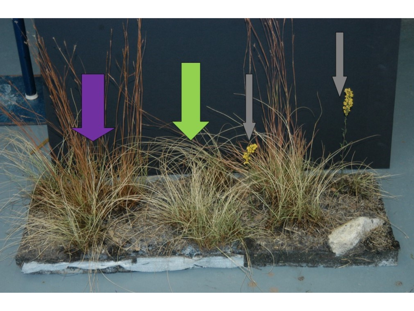 The repaired piece of diorama ground from the previous four images. The portion now has upright specimens of Little Blue stem grass (signified with a purple arrow), Stipa grass (green arrow), and Slender Goldenrod flowers (two grey arrows).