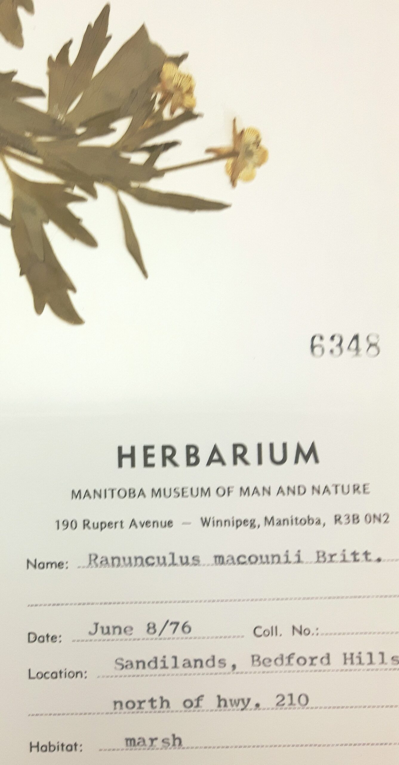Close up on a Herbarium specimen catalogue entry with the specimen name Ranunculus macounii.