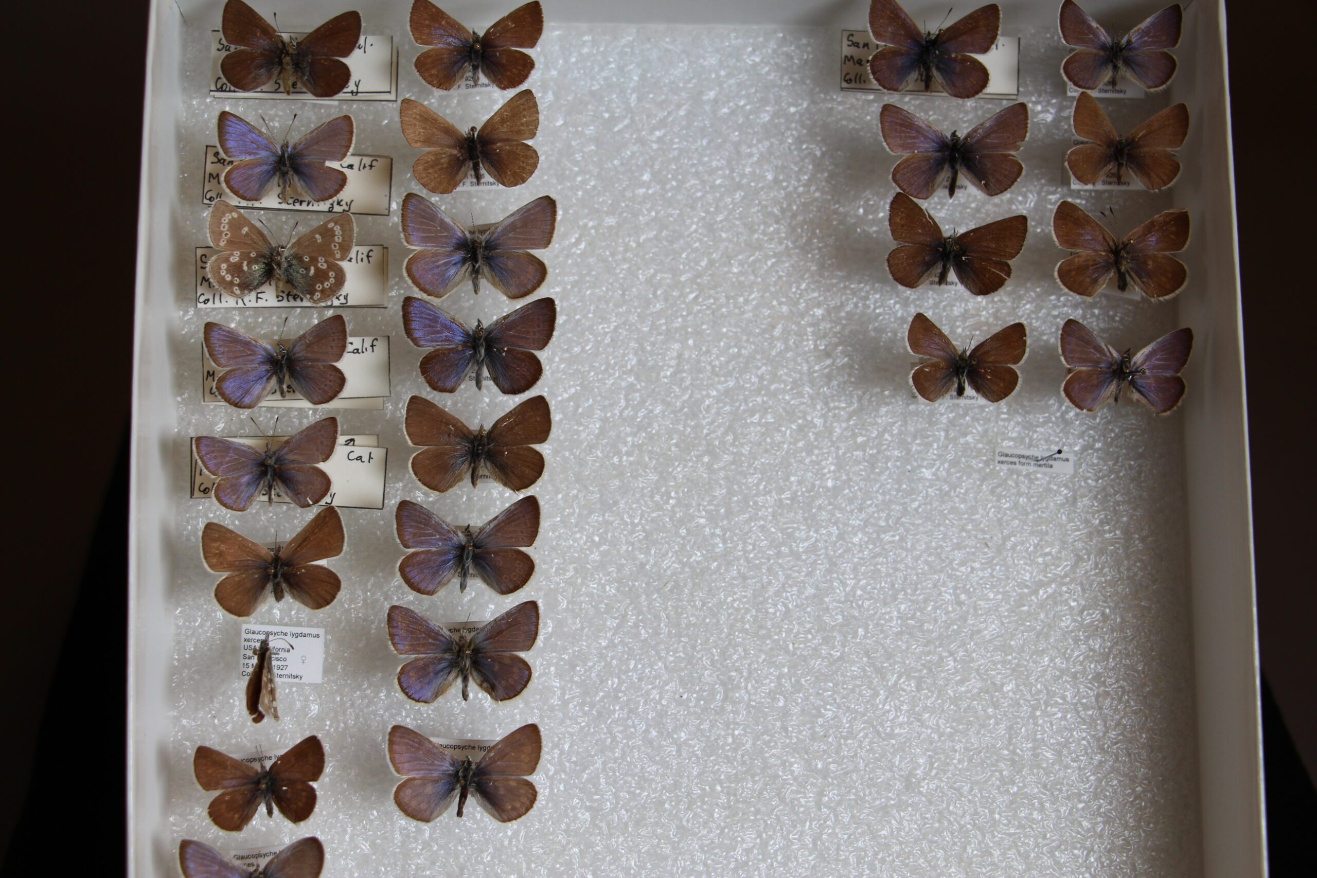 A museum collection storage box containing four columns of pinned iridescent blue-brown butterflies.