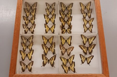 The repaired lid on a specimen drawer, enclosing multiple taxidermied yellow butterflies.