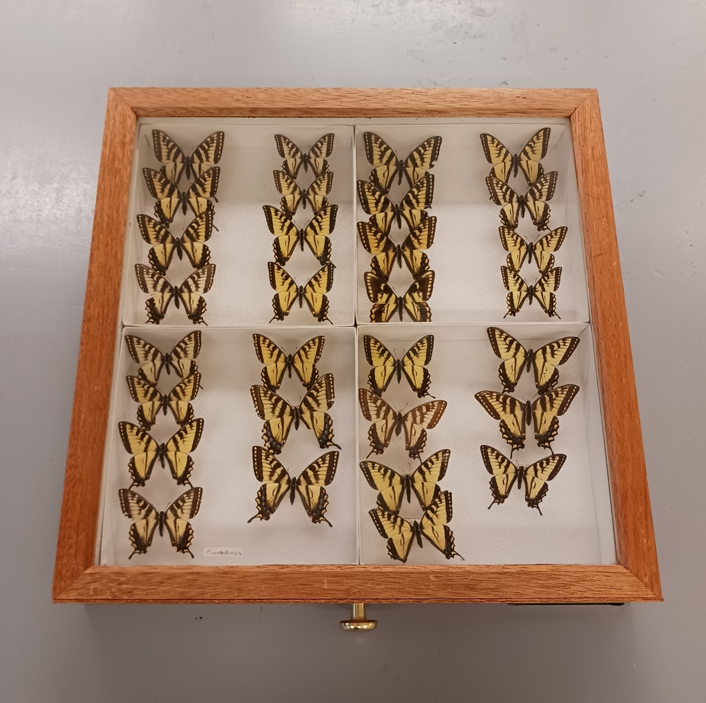 The repaired lid on a specimen drawer, enclosing multiple taxidermied yellow butterflies.