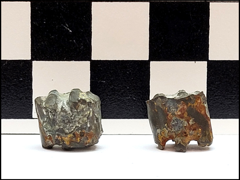 Two segments of fossils, side by side, in front of a scale bar where each square is 1 cm.