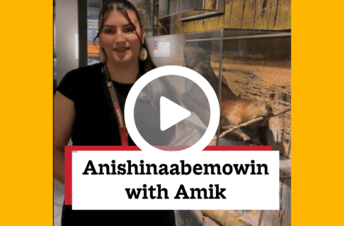 A screenshot of a video, an individual standing beside a display case containing abeaver specimen. There's a play button over the screenshot and overlaid text reads, "Anishinaabemowin with Amik".