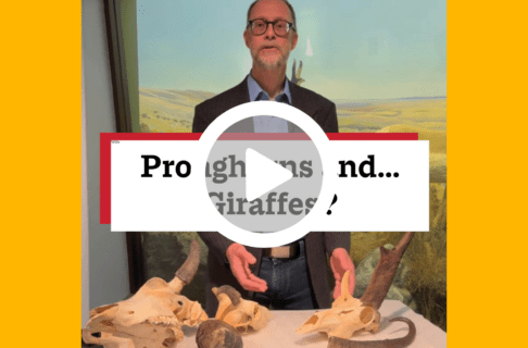 A screenshot of a video, an individual standing in front of a Museum exhibit with several skull specimens on a low table in front of them. There's a play button over the screenshot and overlaid text reads, "Pronghorns and... Giraffes?".