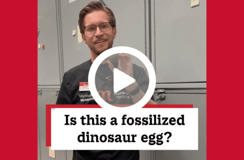 A screenshot of a video, an individual standing in museum collection storage next to a metal cupboard, holding up a circular specimen. There's a play button over the screenshot and overlaid text reads, "Is this a fossilized dinosaur egg?".