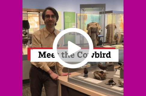 A screenshot of a video, an individual standing in the Prairies Gallery next to a display case containing several bird and egg specimens. There's a play button over the screenshot and overlaid text reads, "Meet the Cowbird!".