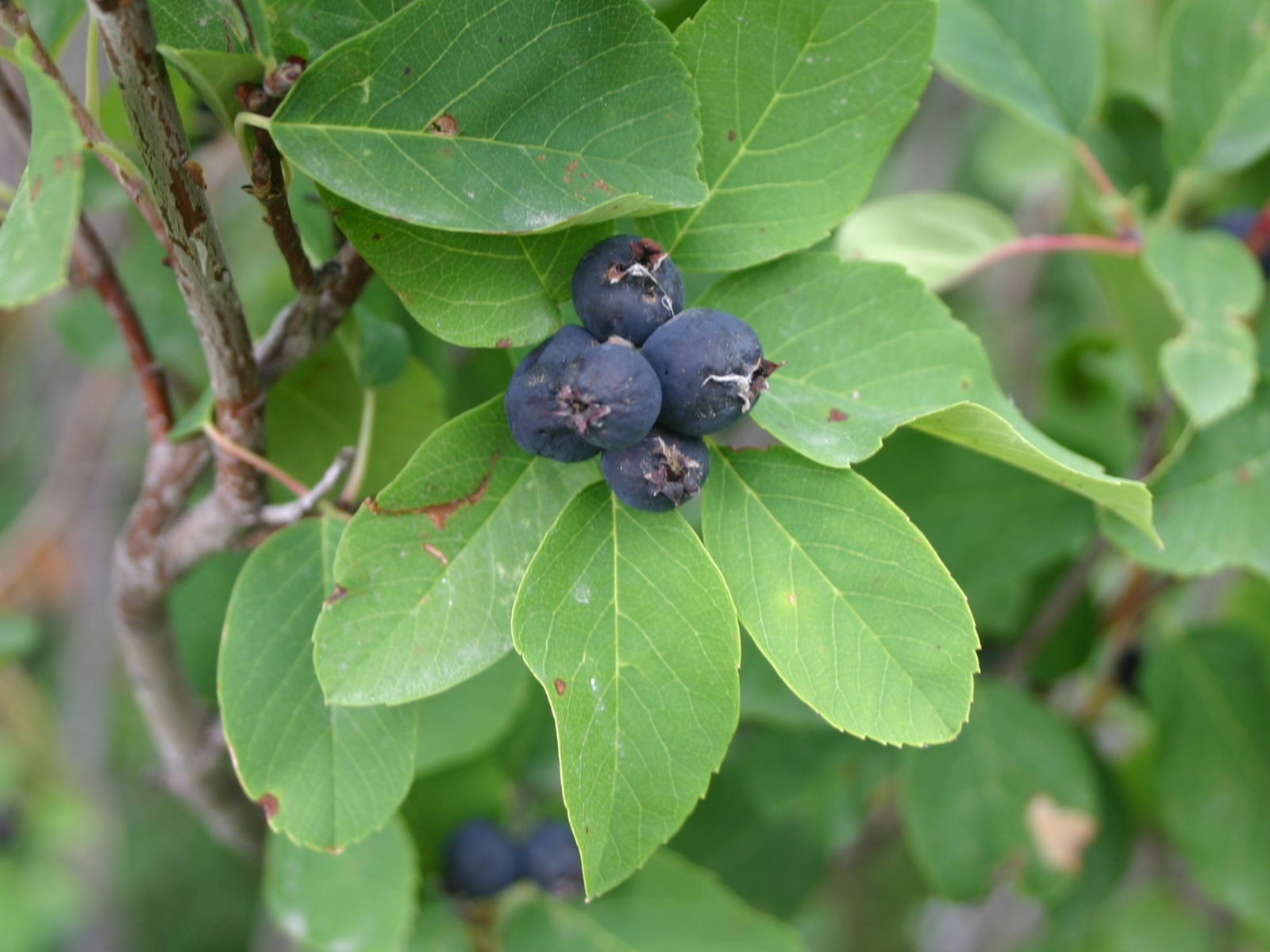 A cluster of small blue-purple berries growing among green leaves on a bush.