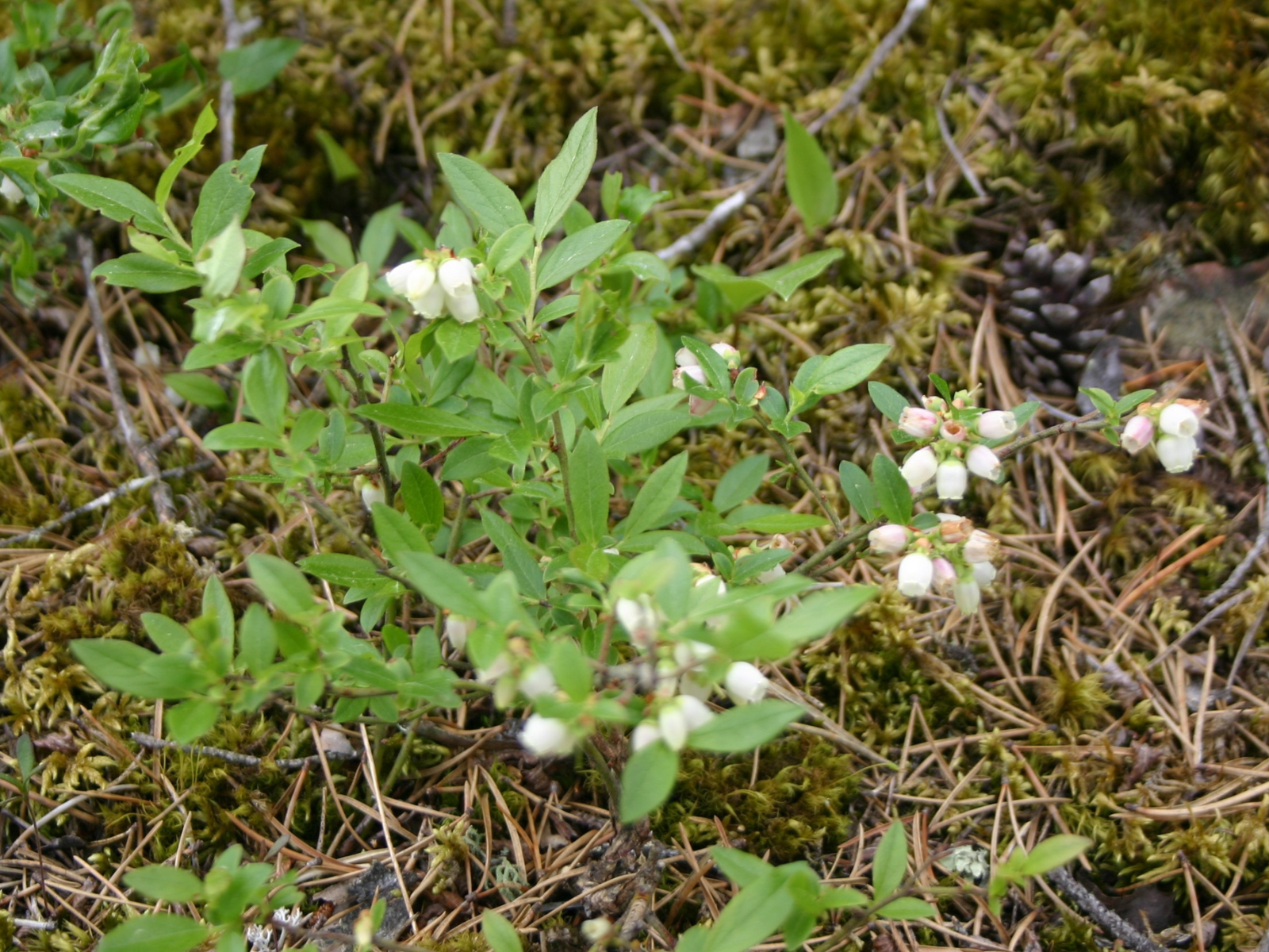 A low growing plant with small white flowers growing on it.
