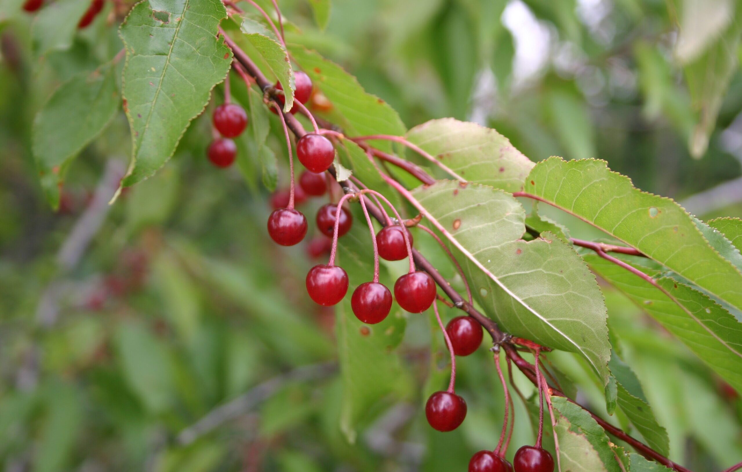 Small red Pin cherries growing along a leaved branch.